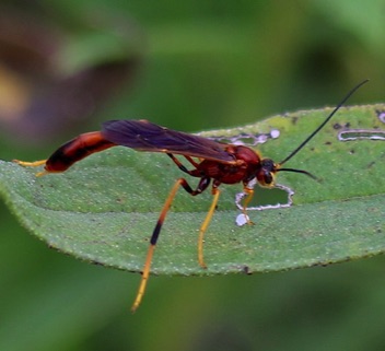 Gravenhorstiini Ichneumonid Wasp.jpg