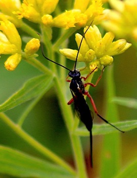 Ichneumon Wasp.jpg