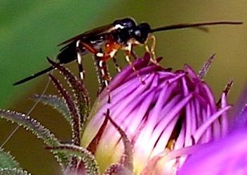 Ichneumon Wasp.jpg