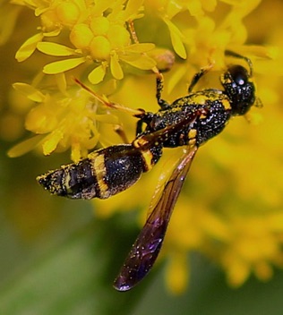 Potter Wasp.jpg