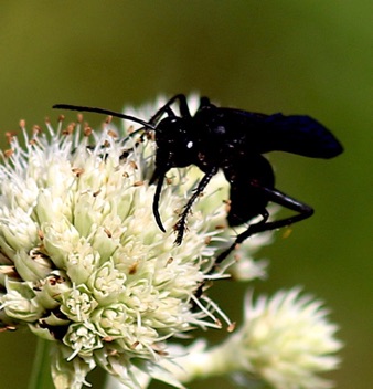 Great Black Wasp