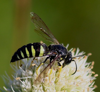 Sand Wasp.jpg