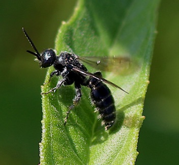 Typhiid Wasp.jpg