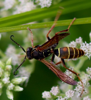 Northern Paper Wasp (native).jpg