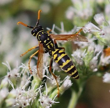 European Paper Wasp.jpg