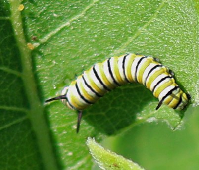 Monarch Larva.jpg