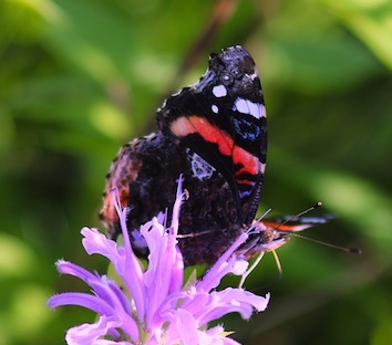 Red Admiral.jpg