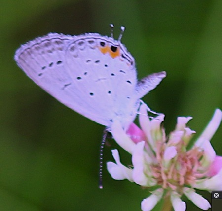 Eastern Tailed-blue.jpg