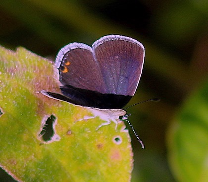 Eastern Tailed-bluie.jpg