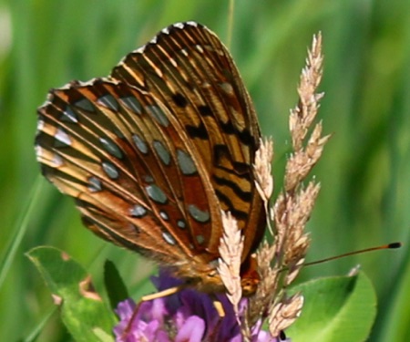 Aphrodite Fritillary.jpg