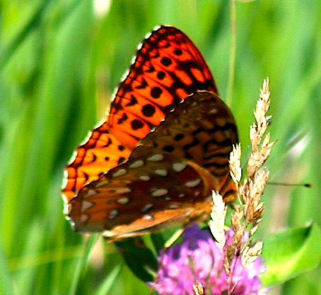 Aphrodite Fritillary.jpg