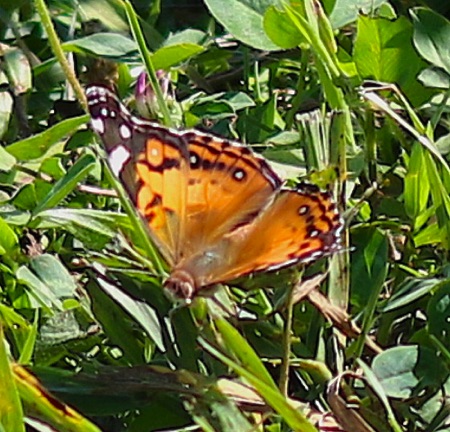 Painted Lady.jpg