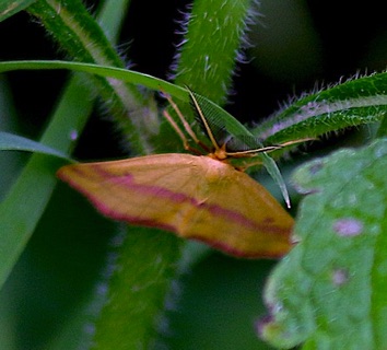 Chickweed Geometer Moth.jpg