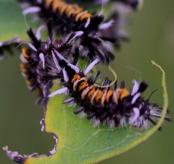 Milkweed Tiger Moth.jpg