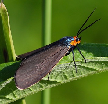 Ctenucha Moth.jpg