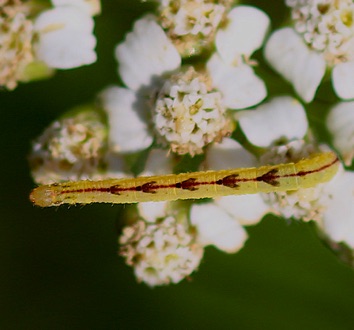 Geometer Moth Larva.jpg