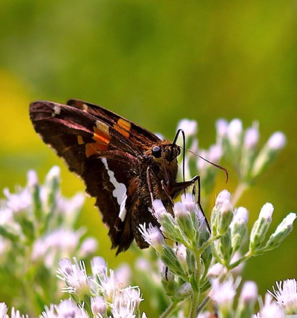 Silver-spotted Skipper.jpg