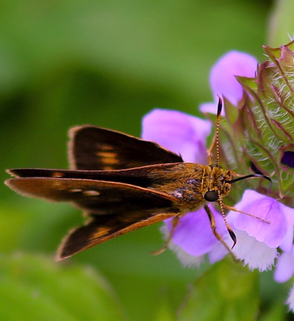 Sedge Skipper.jpg