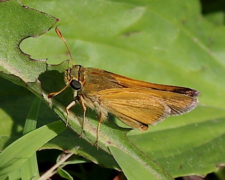 European Skipper.jpg