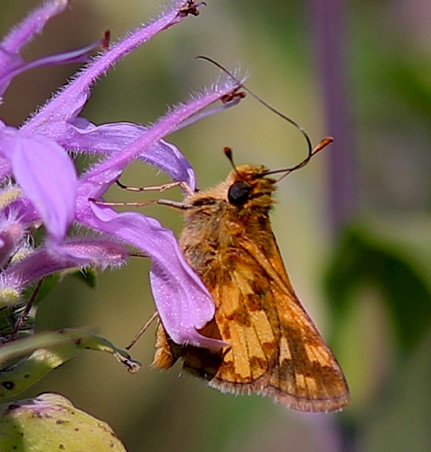 Peck's Skipper.jpg