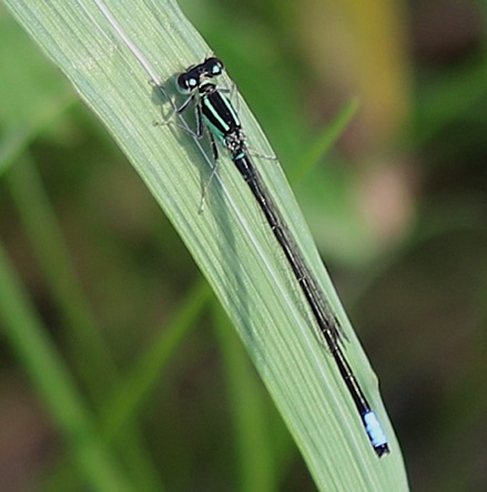 Eastern Forktail.jpg