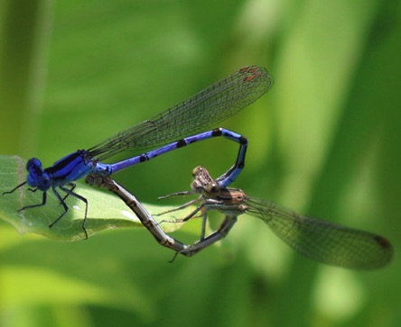 Springwater Dancers Mating.jpg