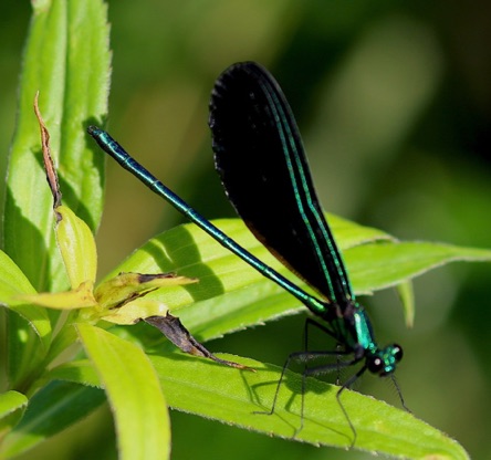 Ebony Jewelwing (male).jpg