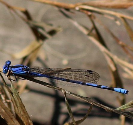 Tule Bluet.jpg