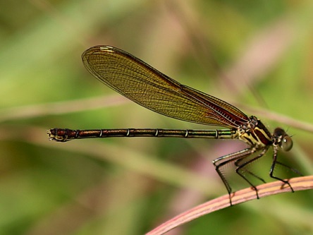 American Rubyspot.jpg