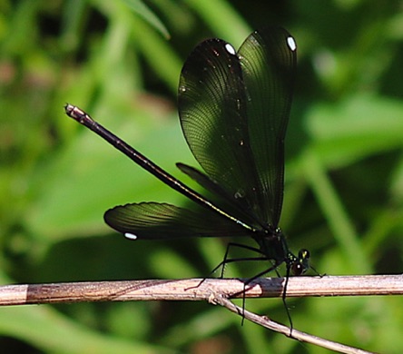 Ebony Jewelwing (female).jpg