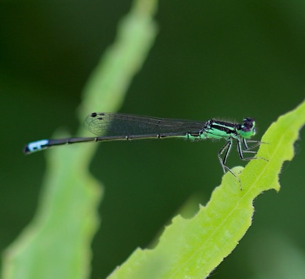 Eastern Forktail.jpg