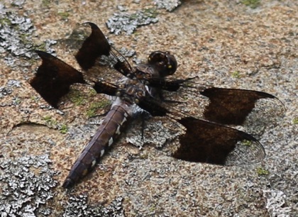 Common Whitetail (male) 036.jpg