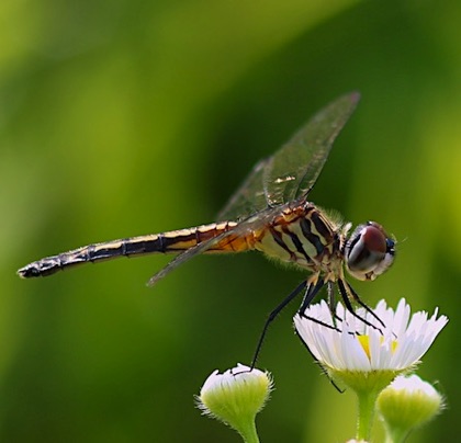 Blue Dasher.jpg