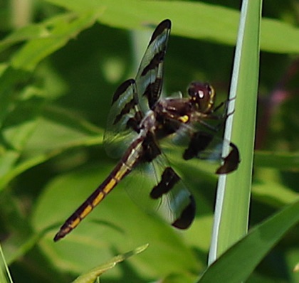 Twelve-spotted Skimmer.jpg