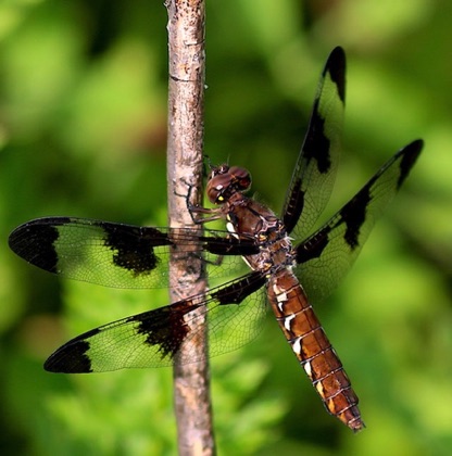 Common Whitetail (female).jpg