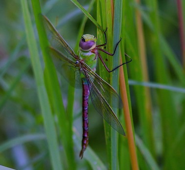 Common Green Darner.jpg