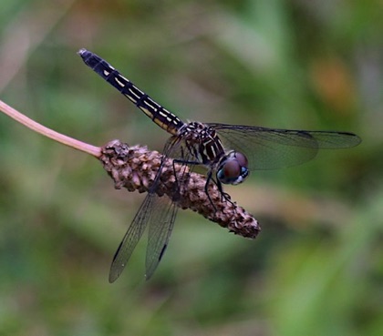 Blue Dasher.jpg