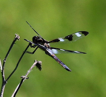 Twelve-spotted Skimmer.jpg