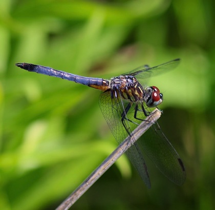 Blue Dasher.jpg