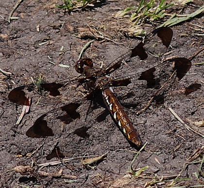 Twelve-spotted Skimmer.jpg