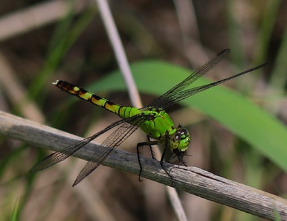 Eastern Pondhawk feeding on a fly.jpg