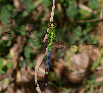 Eastern Pond Hawk.jpg