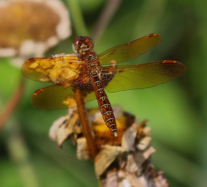 Eastern Amberwing (male)jpg