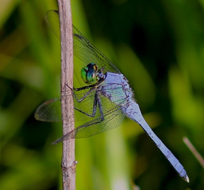 Eastern Pondhawk.jpg