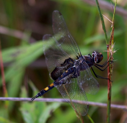 Black Saddlebags.jpg