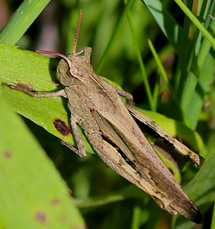 Northern Green-striped Grasshopper.jpg