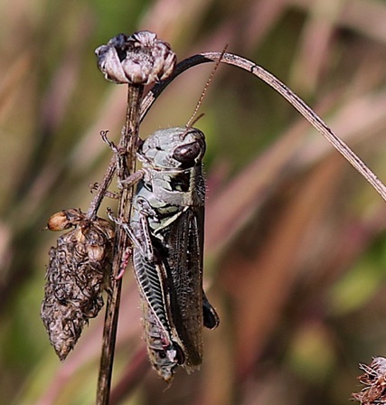 Short-horned Grasshopper.jpg