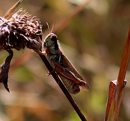 Red-legged Grasshopper.jpg