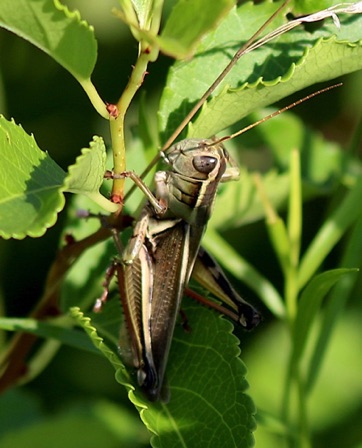 Short-horned Grasshopper.jpg