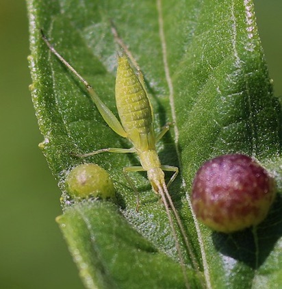 Common Tree Cricket.jpg